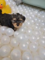 Morkie Puppies for sale in Naples, FL, USA. price: NA