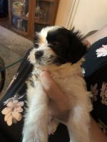 Morkie Puppies for sale in Laguna Woods, CA, USA. price: NA