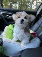 Morkie Puppies for sale in Rogers, MN 55374, USA. price: NA