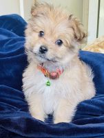 Morkie Puppies for sale in St. Louis, MO, USA. price: NA