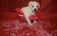 Morkie Puppies for sale in Buffalo, NY, USA. price: NA