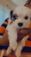 Morkie Puppies for sale in Hackettstown, NJ 07840, USA. price: NA