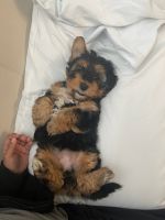 Morkie Puppies for sale in McKinney, TX, USA. price: NA
