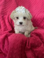 Morkie Puppies for sale in Allentown, PA, USA. price: NA