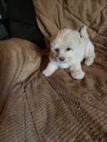 Morkie Puppies for sale in Pensacola, FL, USA. price: NA