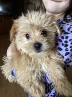 Morkie Puppies for sale in Campbellsville, KY 42718, USA. price: NA