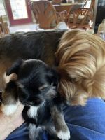 Morkie Puppies for sale in Ocala, FL, USA. price: $1,200