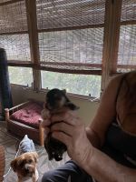 Morkie Puppies for sale in Ocala, FL, USA. price: $1,400