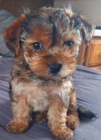 Morkie Puppies for sale in Colorado Springs, CO, USA. price: $2,500