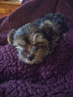 Morkie Puppies for sale in Orlando, FL, USA. price: $50,000