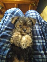 Morkie Puppies for sale in Orlando, FL, USA. price: $500
