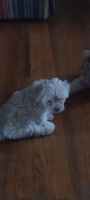 Morkie Puppies for sale in Beaufort, NC 28516, USA. price: $17,002,000