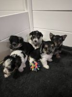 Morkie Puppies for sale in Clermont, FL, USA. price: NA