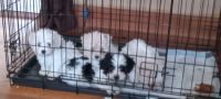 Morkie Puppies for sale in Beaufort, NC 28516, USA. price: $12,001,500