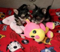 Morkie Puppies for sale in Sylva, NC 28779, USA. price: $55,000