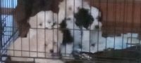 Morkie Puppies for sale in Beaufort, NC 28516, USA. price: $1,500