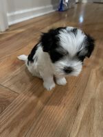 Morkie Puppies for sale in Burlington, NJ 08016, USA. price: $1,000