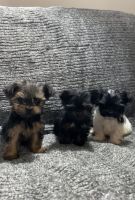 Morkie Puppies for sale in Atlanta, Georgia. price: $2,000