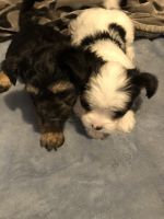 Morkie Puppies for sale in Fortville, Indiana. price: $200