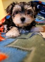 Morkie Puppies for sale in King William, Virginia. price: $1,300