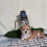 Morkie Puppies for sale in Montgomery, Indiana. price: $500