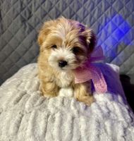 Morkie Puppies for sale in Jacksonville, Florida. price: $600
