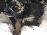 Morkie Puppies for sale in Bruce, FL 32455, USA. price: $500