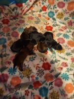 Morkie Puppies for sale in Beach, North Dakota. price: $1,000