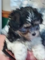 Morkie Puppies for sale in Ossian, Indiana. price: NA