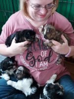 Morkie Puppies for sale in Ossian, Indiana. price: $600