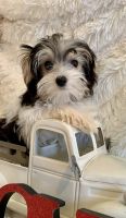 Morkie Puppies for sale in Winslow, Arkansas. price: $450