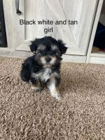 Morkie Puppies for sale in Madelia, Minnesota. price: $1,500