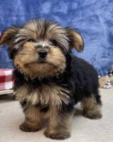 Morkie Puppies for sale in Dallas, TX, USA. price: $600