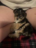 Morkie Puppies for sale in Easley, South Carolina. price: $900
