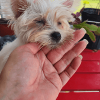 Morkie Puppies for sale in Loxahatchee, FL 33412, USA. price: $1,500