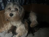 Morkie Puppies for sale in Fort Worth, TX, USA. price: $1,750