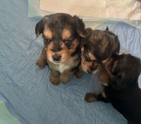 Morkie Puppies for sale in Fayetteville, North Carolina. price: NA