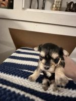 Morkie Puppies for sale in Bowling Green, Kentucky. price: $800