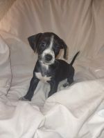 Morkie Puppies for sale in Topeka, Kansas. price: $350