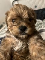 Morkie Puppies for sale in Naugatuck, CT 06770, USA. price: $1,200