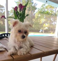 Morkie Puppies for sale in Loxahatchee, FL 33412, USA. price: $1,000