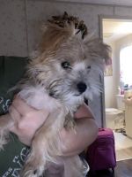 Morkie Puppies for sale in Ft. Myers, Florida. price: $1,000