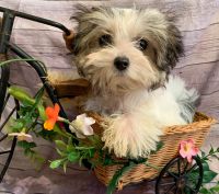 Morkie Puppies for sale in Winslow, Arkansas. price: $600