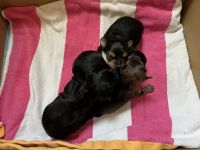 Morkie Puppies for sale in Leesburg, Virginia. price: $1,200