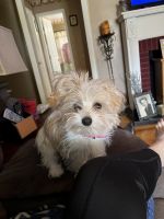 Morkie Puppies for sale in Chicopee, Massachusetts. price: $600