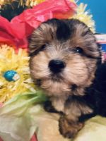 Morkie Puppies for sale in Princeton, NC 27569, USA. price: $975