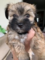 Morkie Puppies for sale in Lima, OH, USA. price: NA