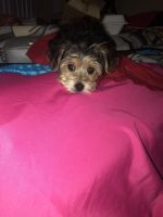 Morkie Puppies for sale in Dundalk, MD, USA. price: NA