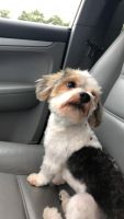 Morkie Puppies for sale in Conyers, GA, USA. price: NA