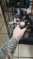 Morkie Puppies for sale in Fergus Falls, MN 56537, USA. price: NA